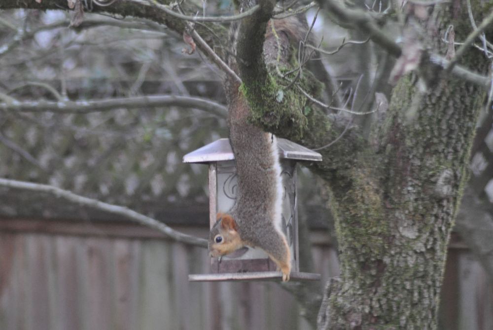 Squirrel doing acrobatics to get at the bird seed in the feeder.