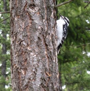 Moma, the woodpecker. She got her name because she brought her young each spring and taught them to find food at Mom's cabin.