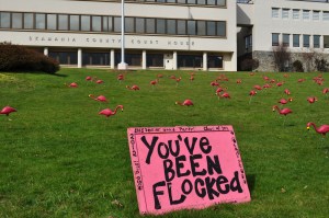 a flocking of shocking pink