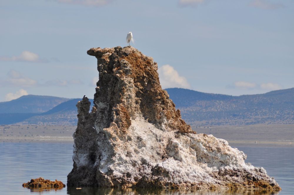 A snowy egret perched atop a tufa spire