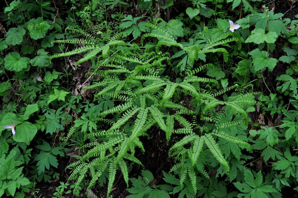 adiantum aleuticum. Eye-catching, lacy, fern hands.