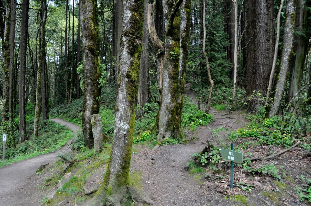 Trails in Forest Park are irresistible. Like this. Could you stand here and NOT pick a path and walk?