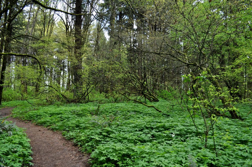 Path through a decadent green carpet
