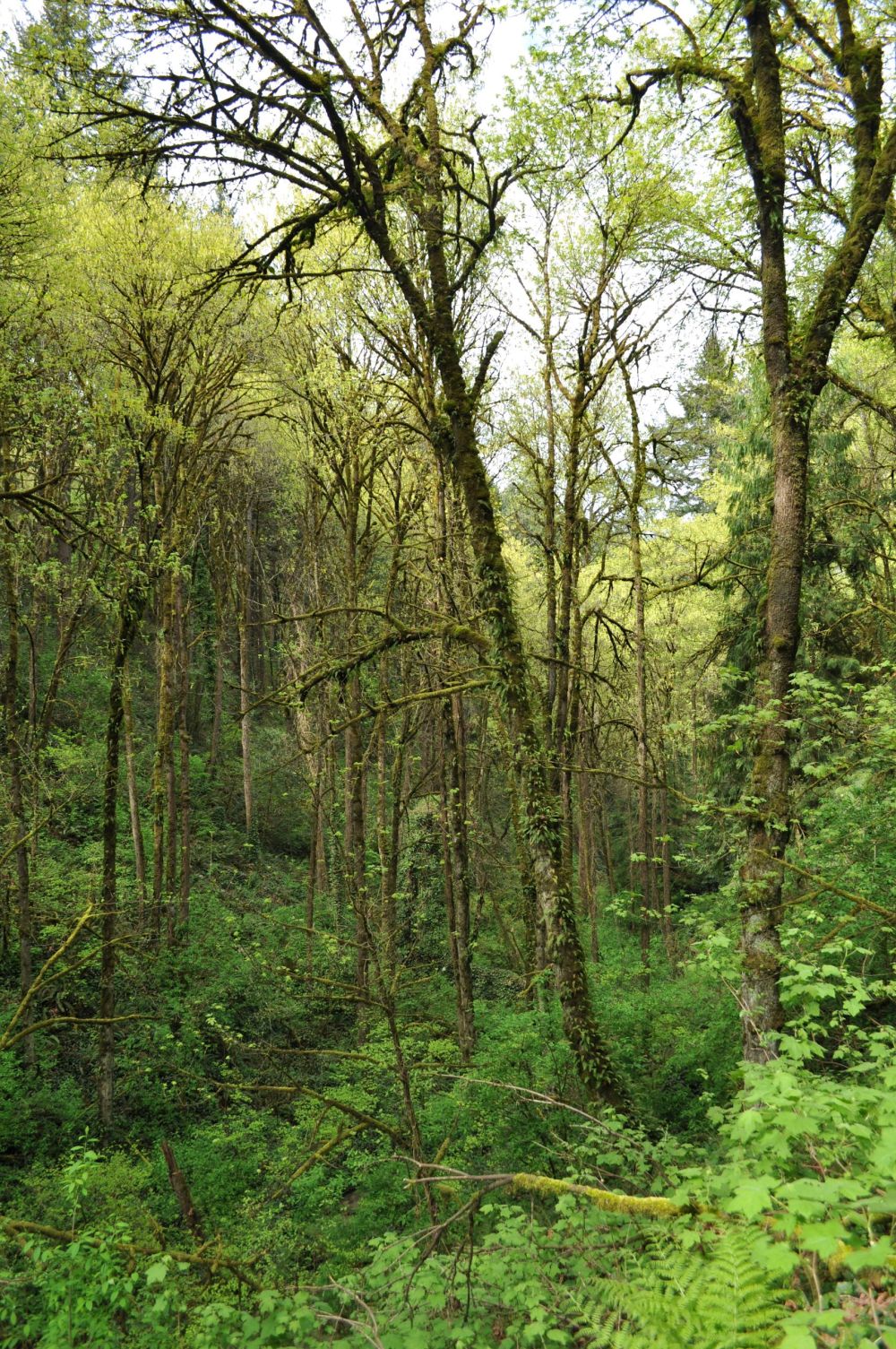 The sun thought about getting stronger and lighting the world.