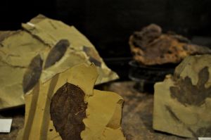 Million-year-old leaf fossils