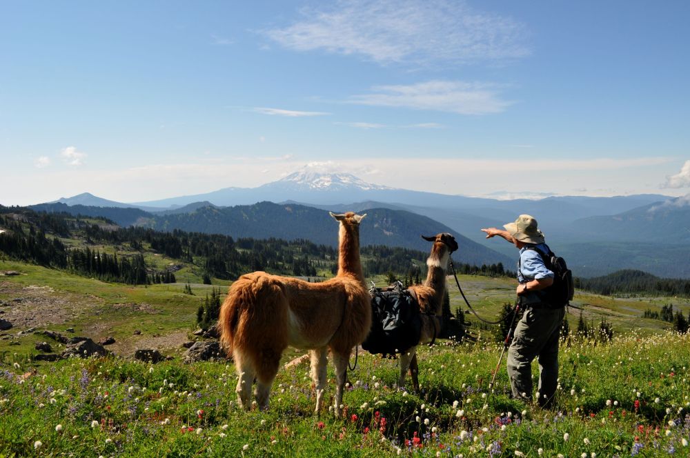 Here is a shot from our trip to the Andes, with llamas and their keeper.