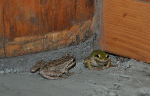 frogs in the bathroom