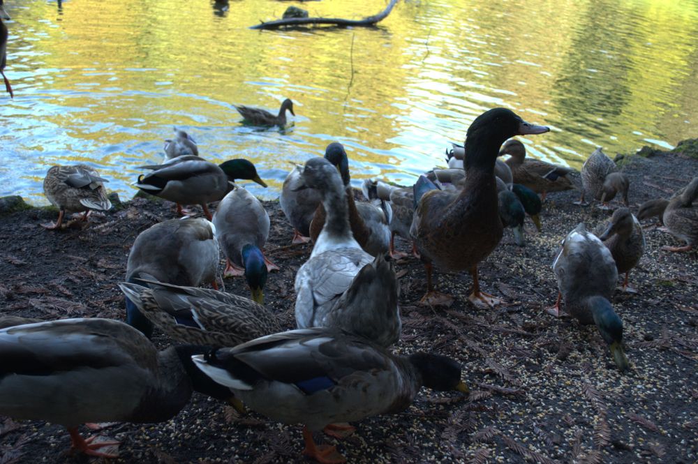 We came across these happy ducks who found children with bags of grain.