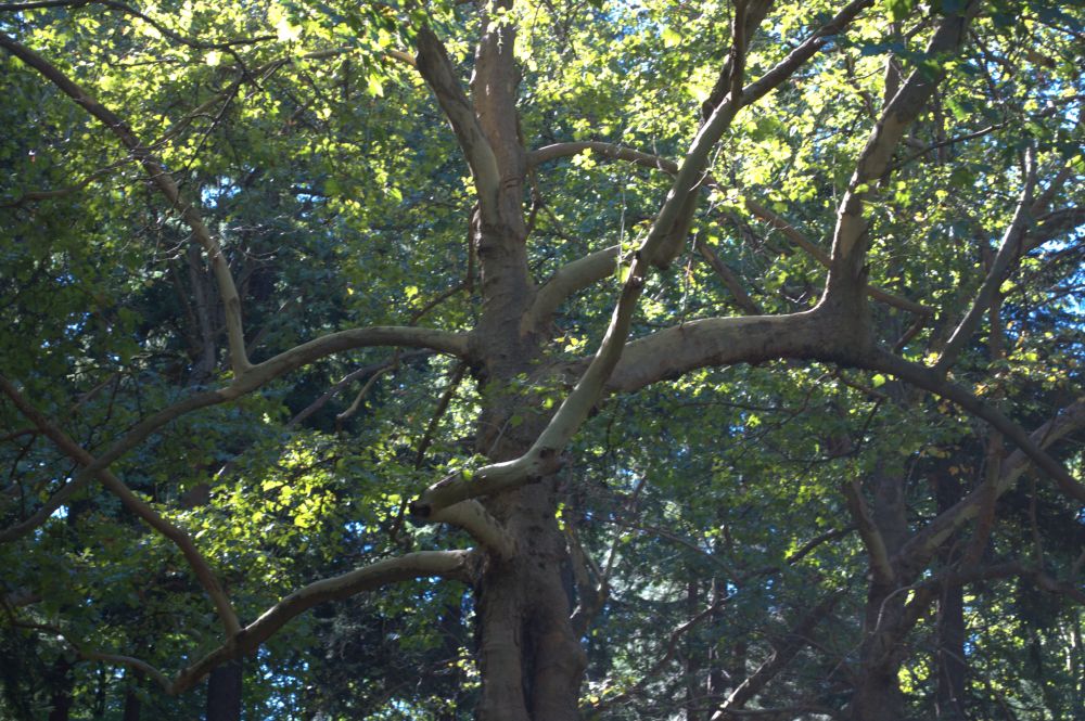 Laurelhurst Park has some truly remarkable trees