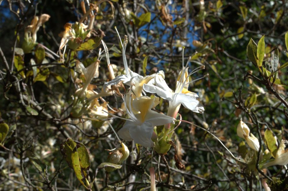 I did not expect newly blossomed flowers in October!