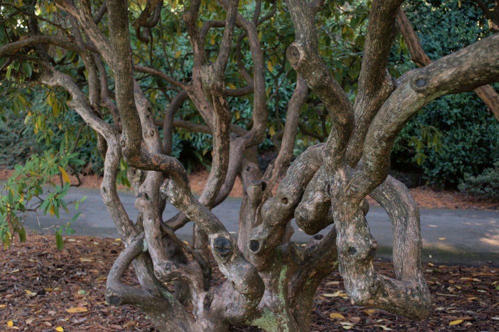 Aren't the branches fascinating?