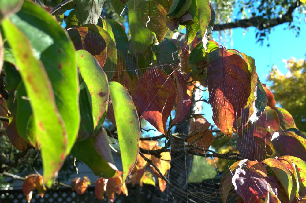 A spider in late day sunshine