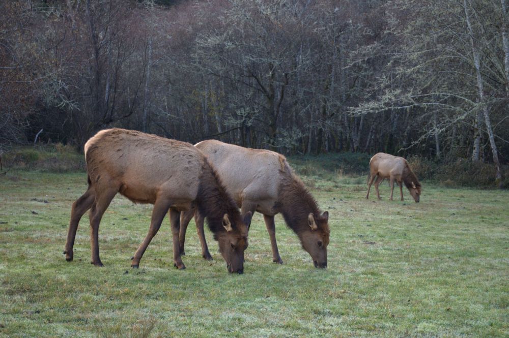 Roosevelt Elk in Prairie Creek Redwoods State Park