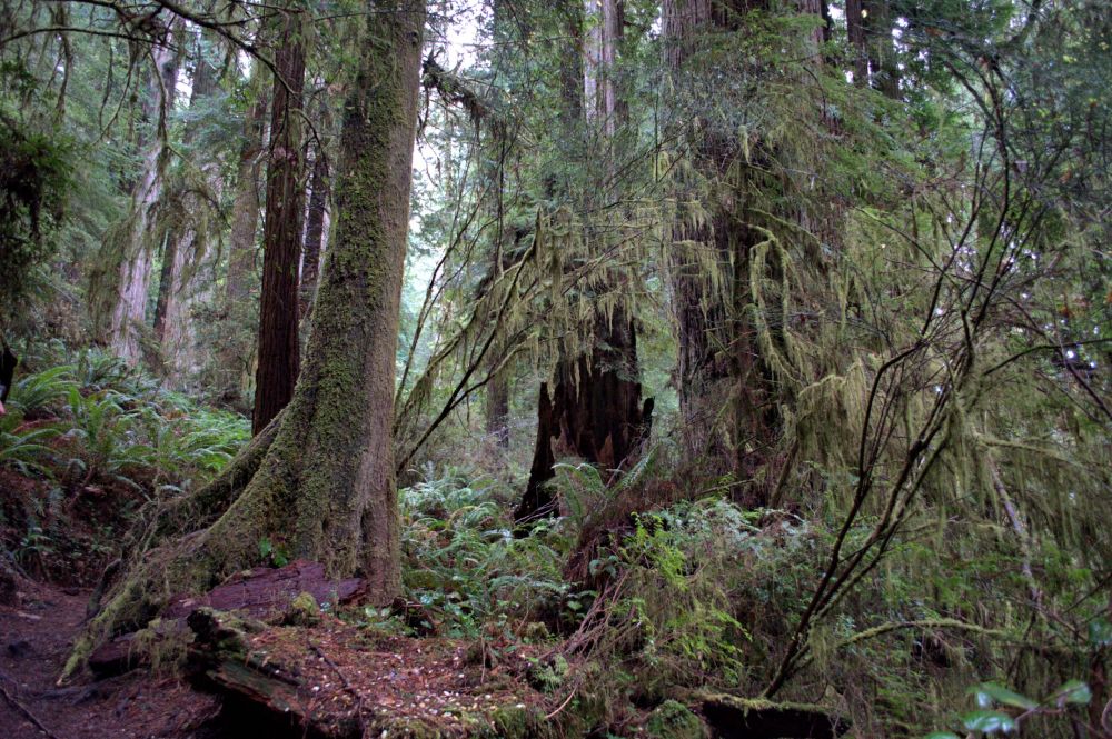 The trail winds through old growth redwood rain forest