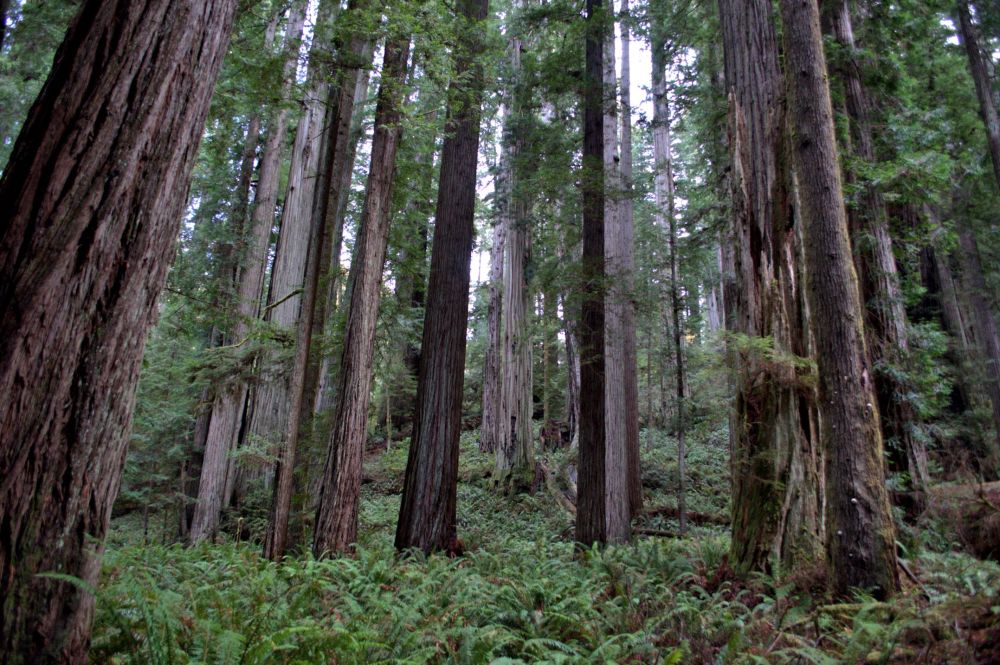Coast Redwoods soar up above the green forest floor