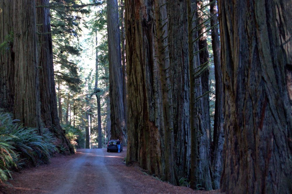 Itty bitty car in the trees along Howland Hill Road