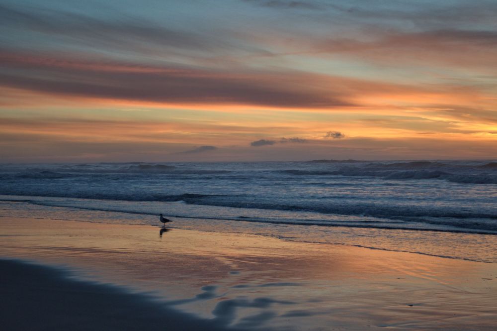 A seagull contemplates the likelihood that I am holding something good to eat....