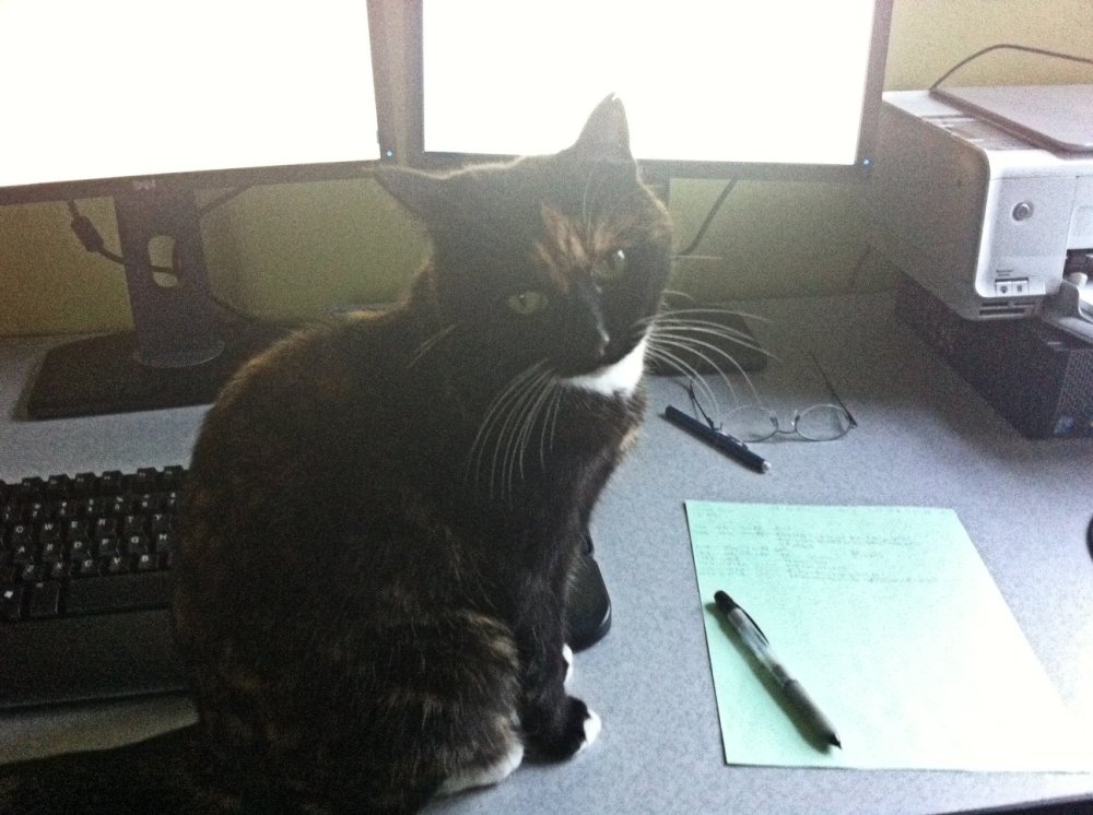 Racecar on my desk yesterday, annoyed that I stopped scratching her head so I could take this photo with my phone.