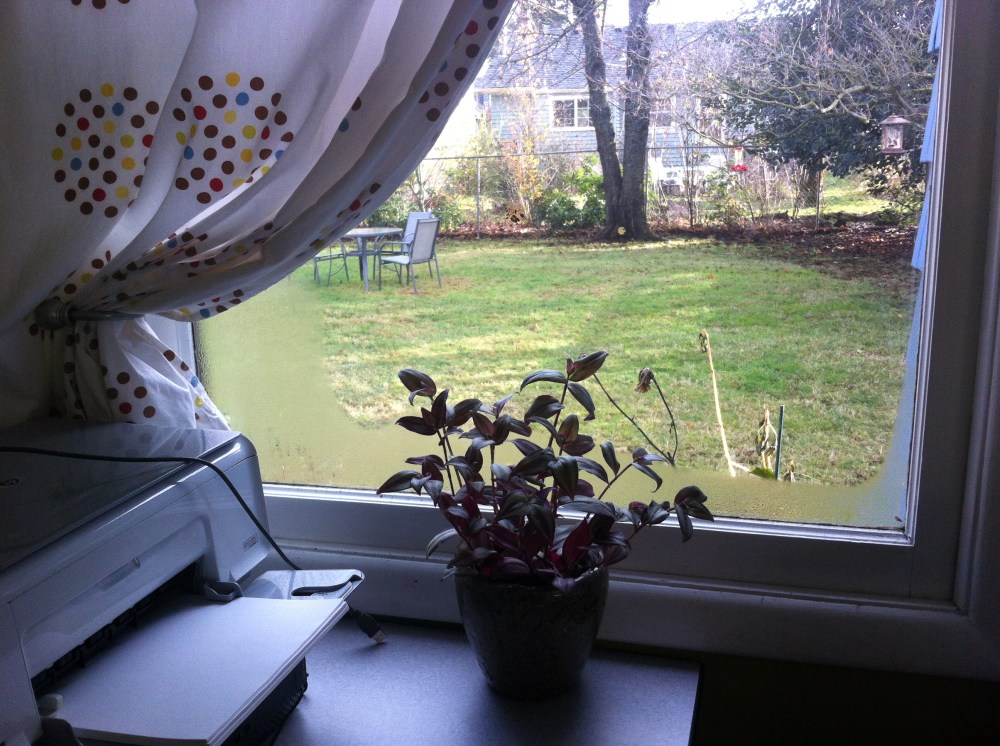 My view into the back yard from my new office at home.