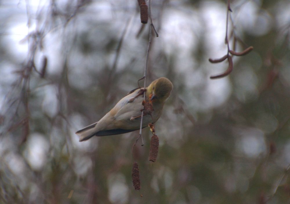 A Lesser Finch finds birch seeds outside my window.