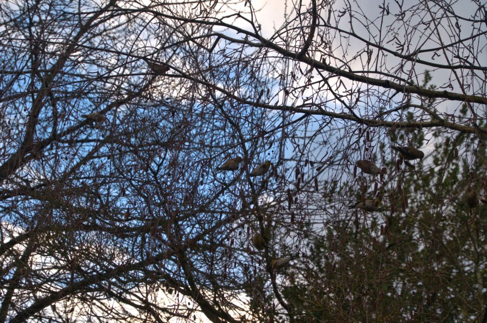 A treeful of lesser goldfinches. Can you see them all? And they make the sweetest cacophony of fluttering and twittering when they are in the weeping birch tree. And below the fluff of the seed pods floats down like snow below them.