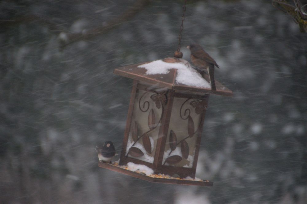 Can't you just feel that nasty cold wind and snow blasting? The juncos kept hiding on the windward side of the feeder, little darlings.