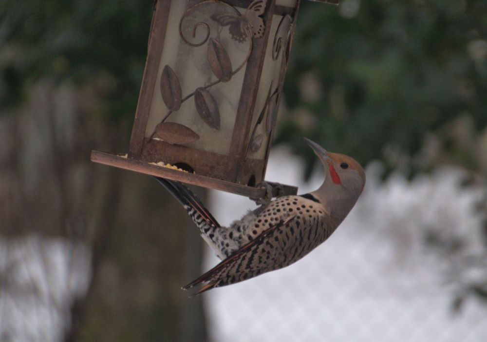 The Northern Flickers take my breath away with their size and beauty.