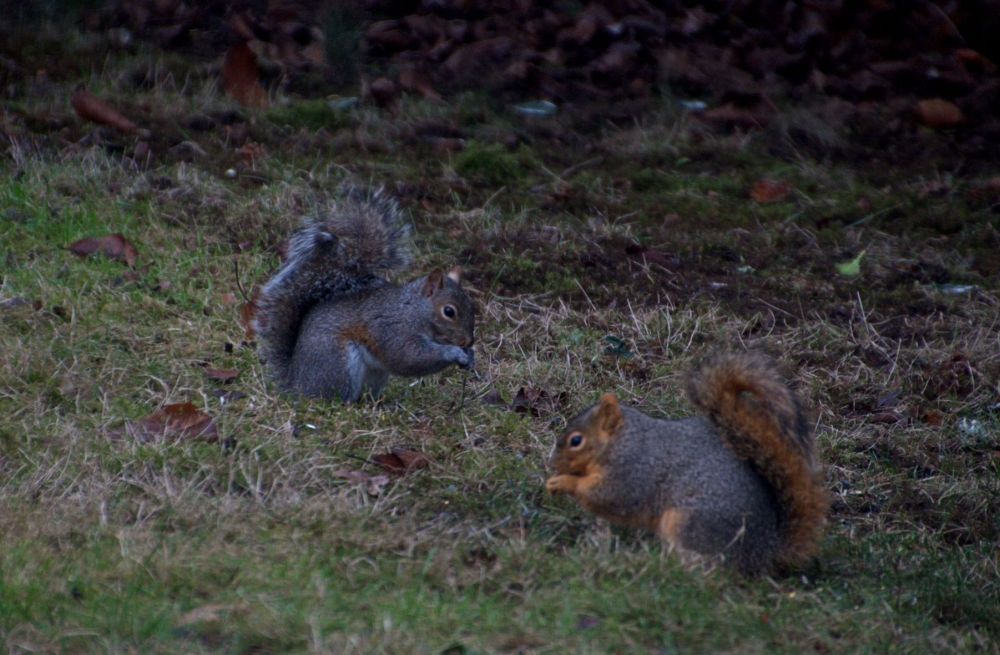 I call them the silver squirrel and the red squirrel. There is no better way to explain it!