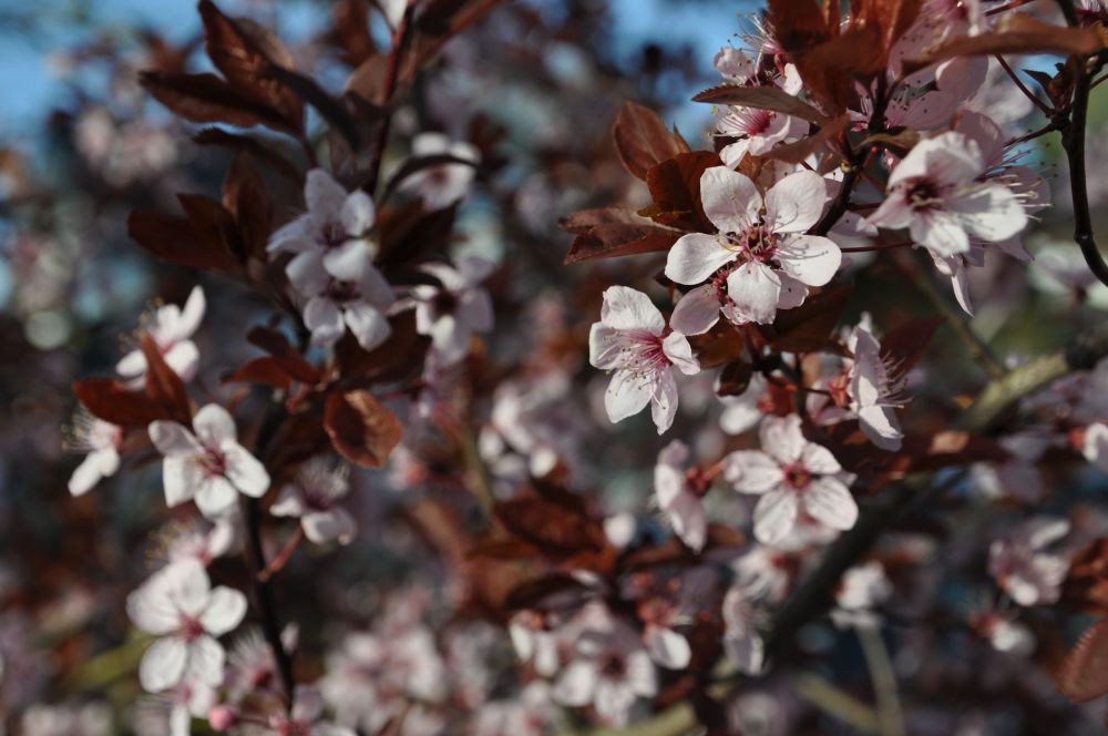 There is no better pink in the world than the pink of blossoms.