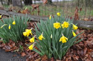 Daffodils are up in central Oregon! They didn't care if it was 37 degrees and raining.