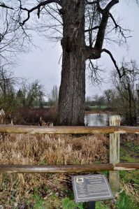 The Nation's Largest Black Cottonwood Tree