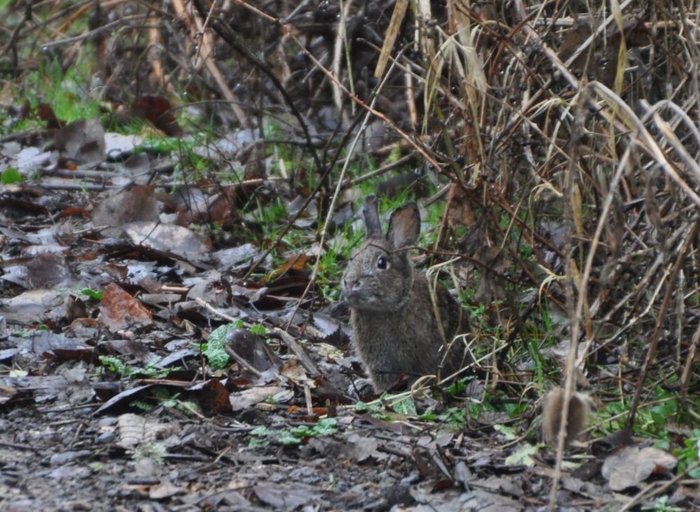 Rabbit has it's eyes on us