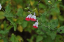 delicate drops of flowers