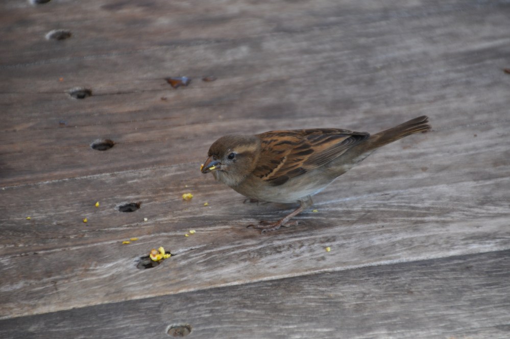 Sparrow munches popcorn. (Clue #4)