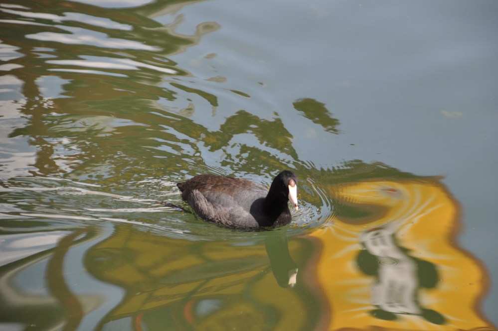 An American Coot glides through the water (clue #3).