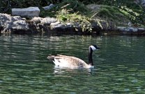 Canada Goose