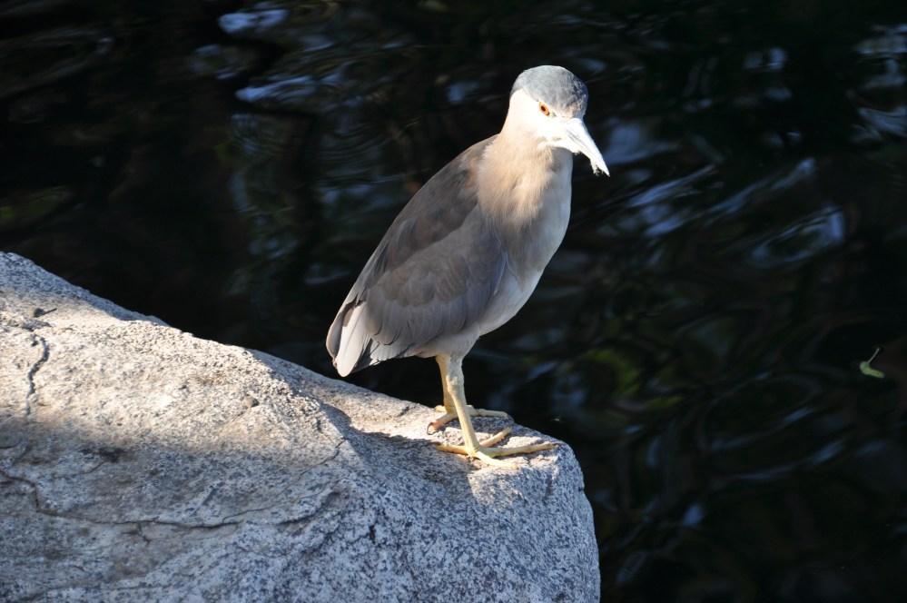 Black Crowned Night Heron, I believe. Isn't this one beautiful?!