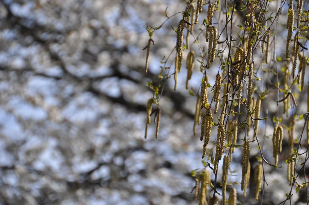 Morning light makes dark shadows