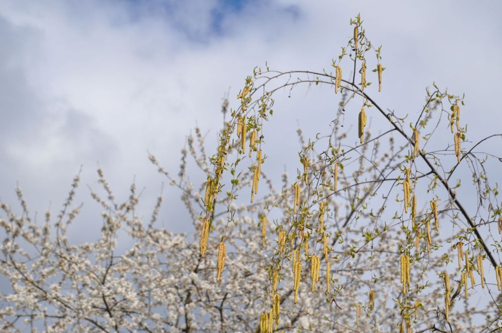 Afternoon sun bursting between clouds lights up the pods to their yellowy fullness.