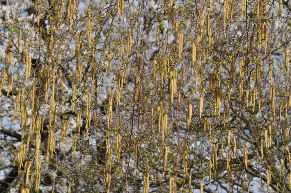 The old brown pods are gone, and the new golden pods are packed with life potential.