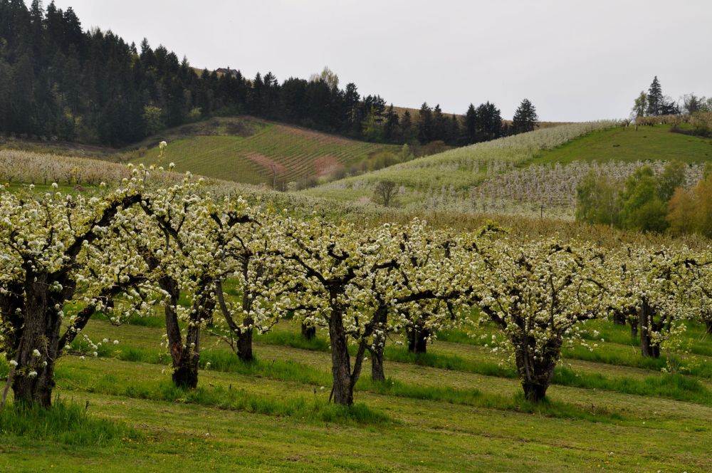 Blossoms draped across the hills