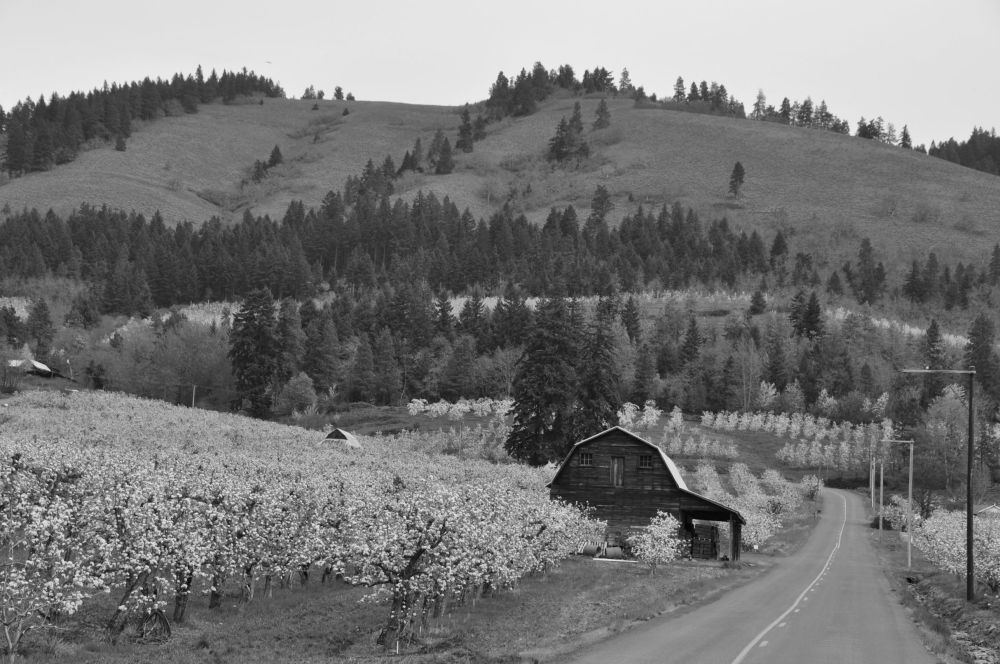 What makes the orchards here especially picturesque is the hilly terrain that rises to mountains on the horizon. My eye delights in all the uneven shapes and depths.