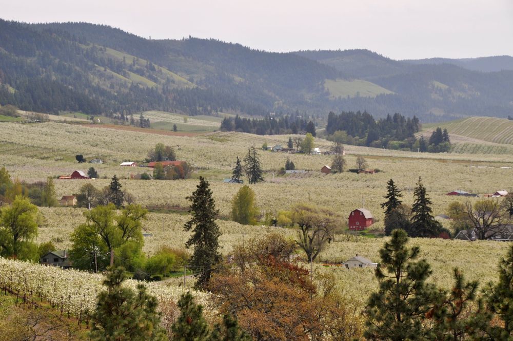 Another view from Panorama Point. It's like a sea of white blossoms.