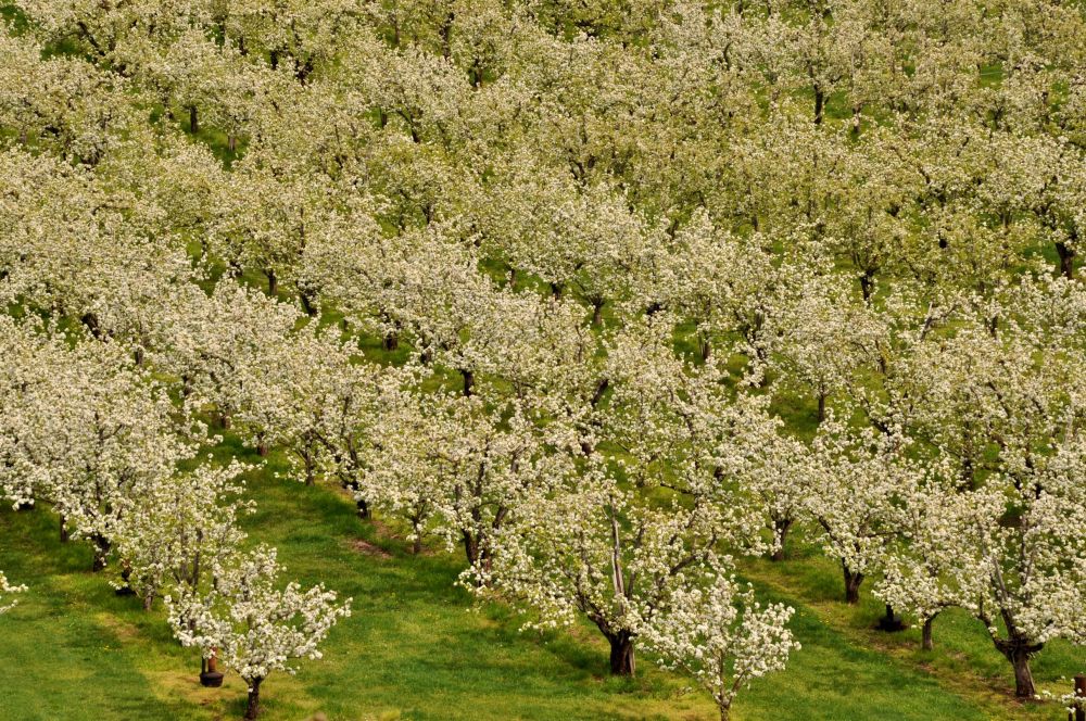 An orchard viewed from Panorama Point, a drive-up viewpoint in the valley.