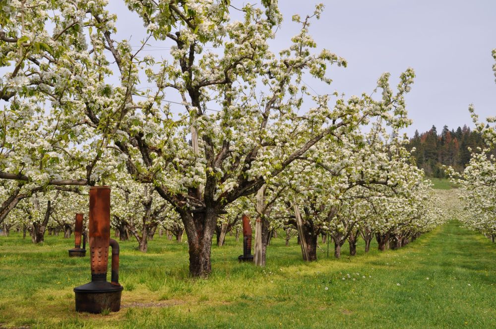 Heaters in an orchard.