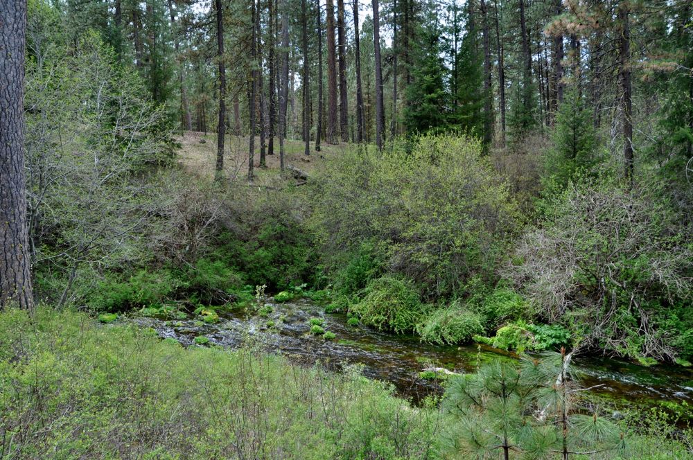 Metolius River bubbles up, instantly formed, from beneath Black Butte.