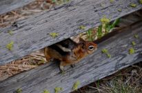 Chipmunk at the Metolius