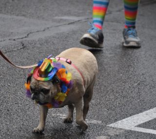 The Pugs were out in force again