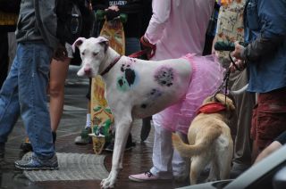 I didn't know their spots came in those colors!