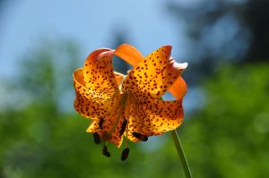tiger lily